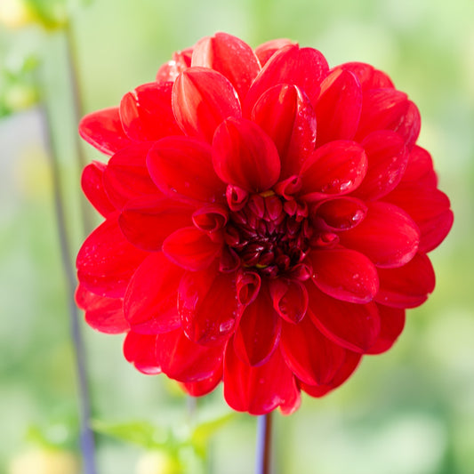 Tango Dahlia Tubers image 0