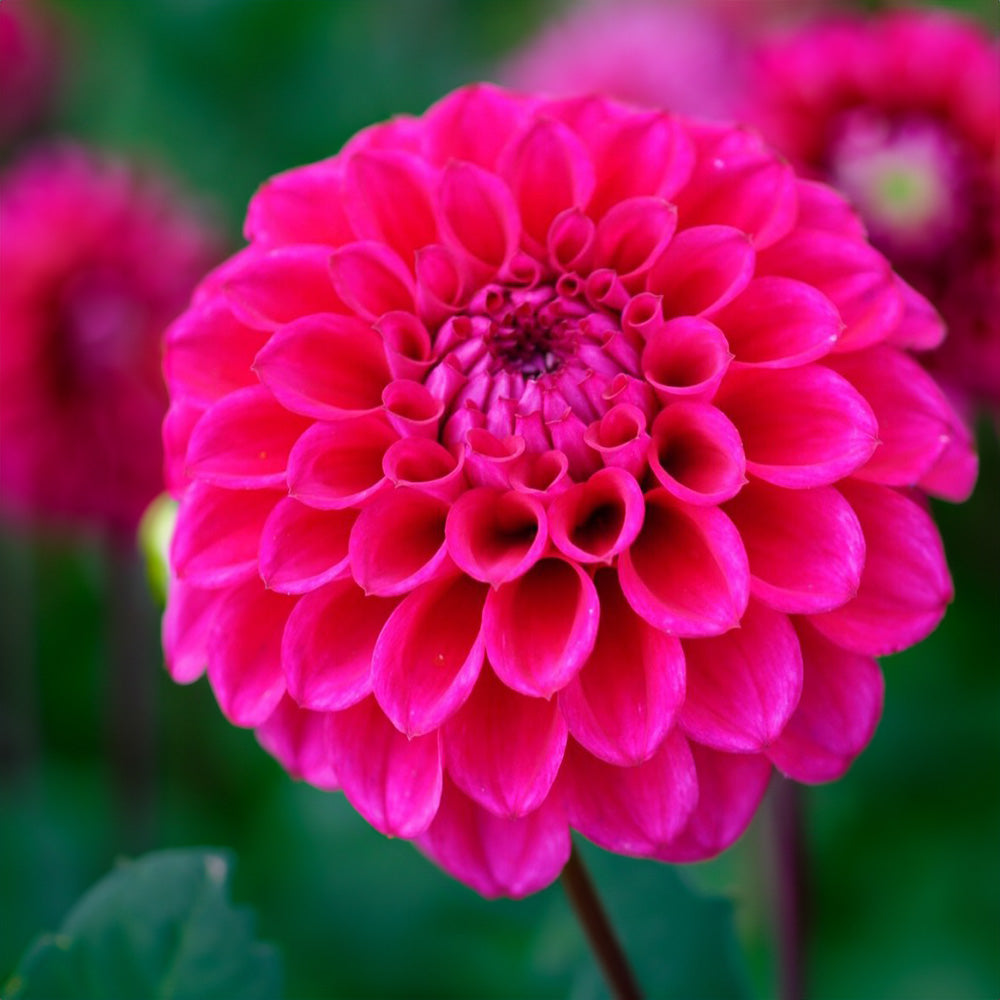Chad Dahlia Tubers image 0