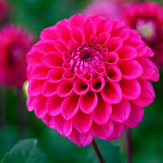 Chad Dahlia Tubers image 0