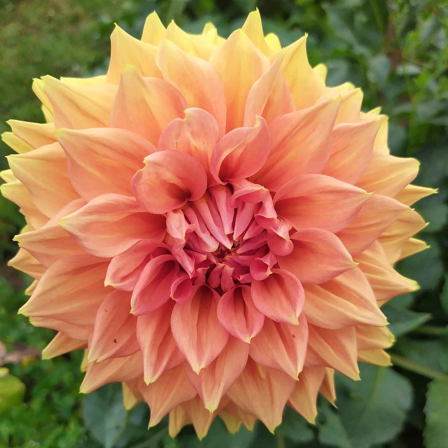 Christie Leader Dahlia Tubers