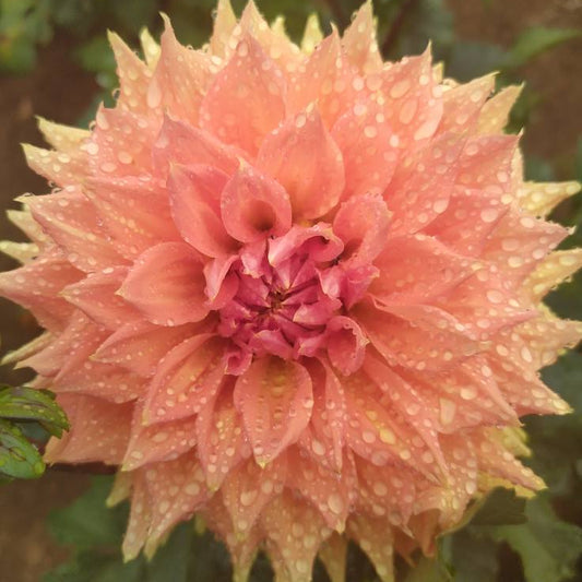 Christie Leader Dahlia Tubers