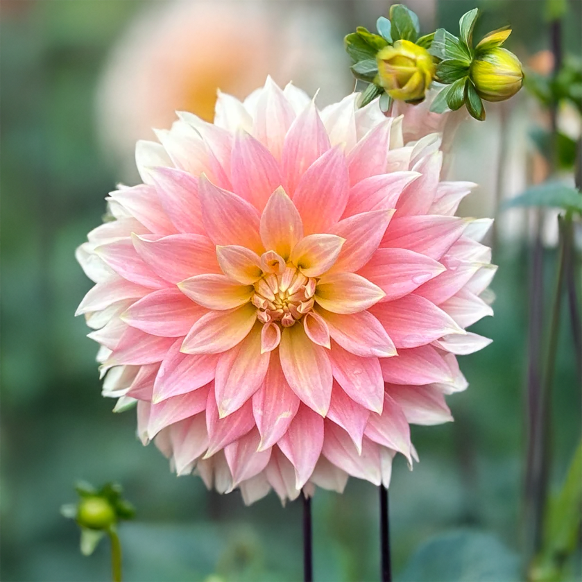 Cliffs Salmon Dahlia