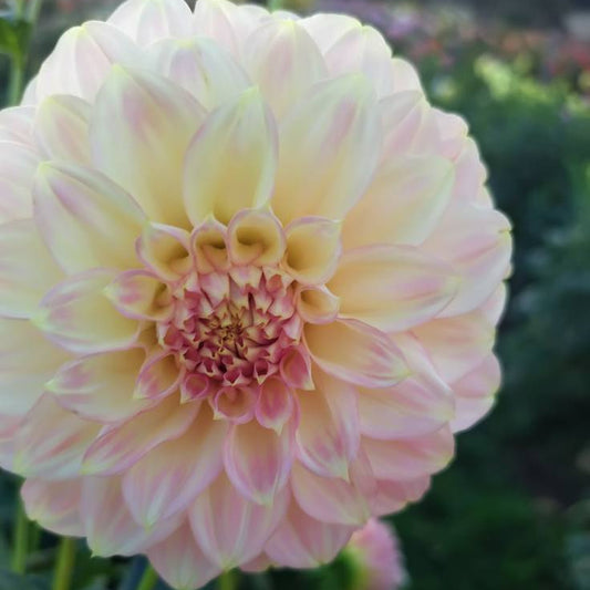 Coorabell Moonglow Dahlia Tubers