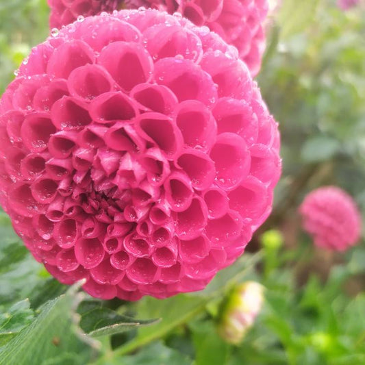 Cornel Dahlia Tubers