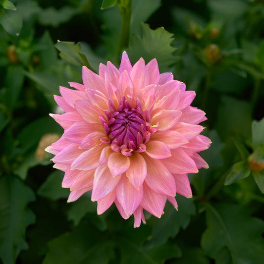 Florelie Seastar Dahlia Tubers image 0