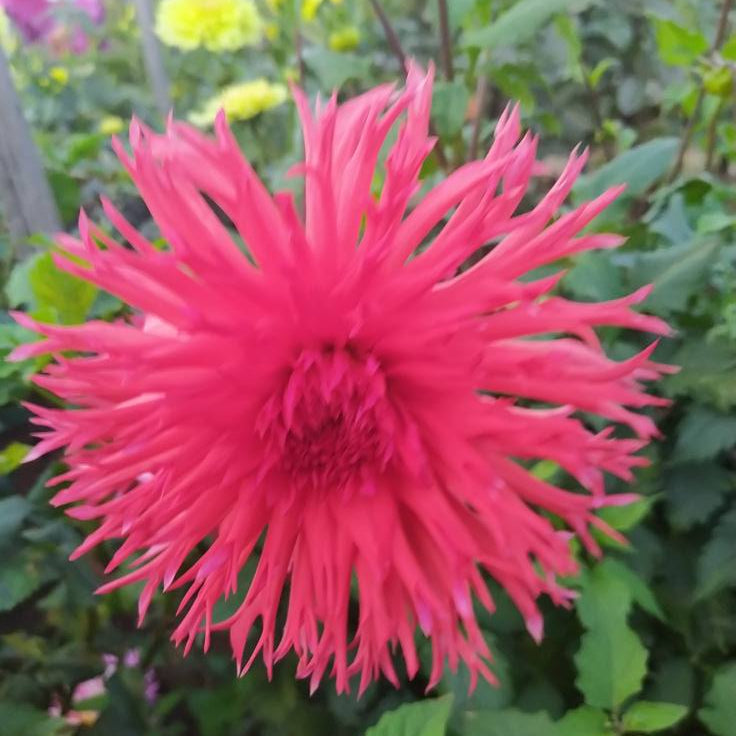 Downs Red Dahlia Tubers