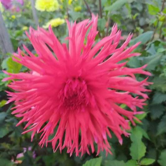 Downs Red Dahlia Tubers