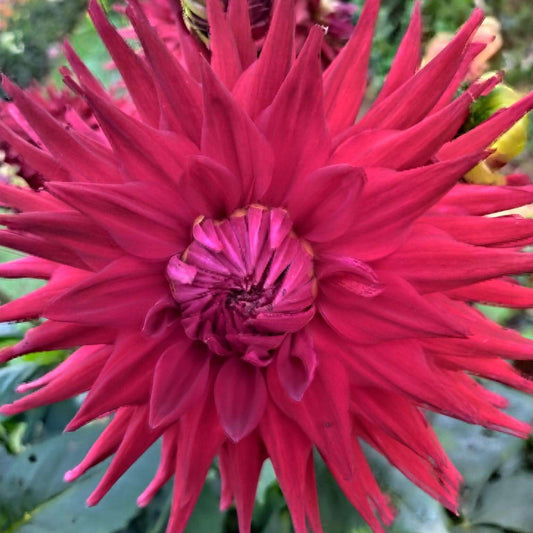 Hillcrest Duncan Edwards Dahlia Tubers