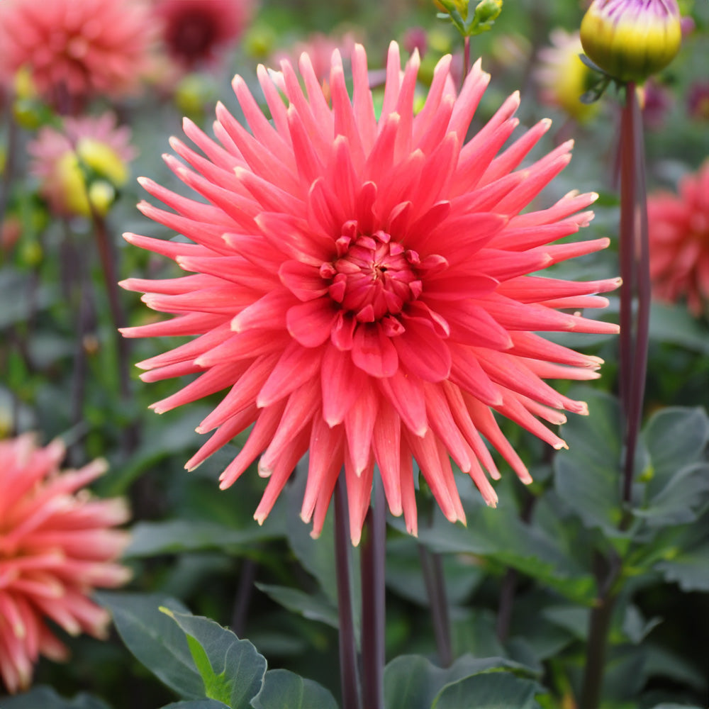 Araluen Fire Dahlia Tubers image 0