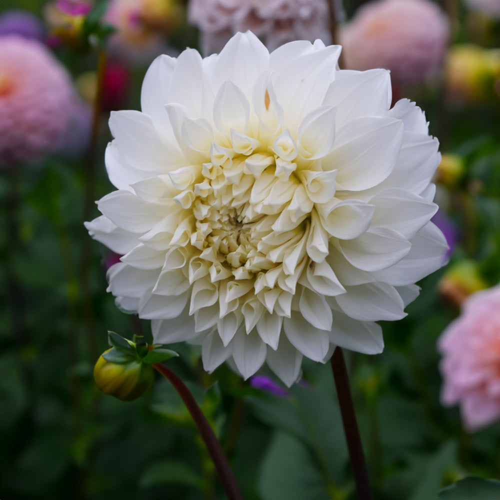 Kotara Buttermilk Dahlia Tubers image 0