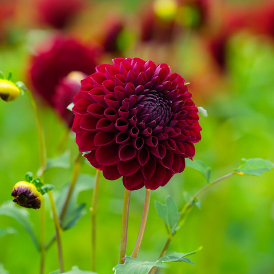 Jessie G Dahlia Tuber image 0