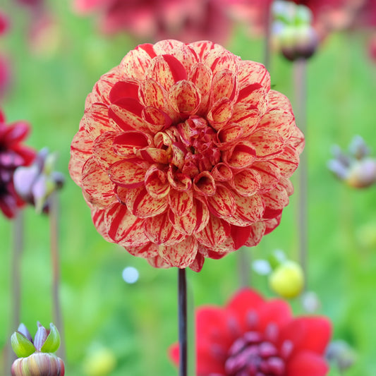 Marong Dahlia Tubers image 0