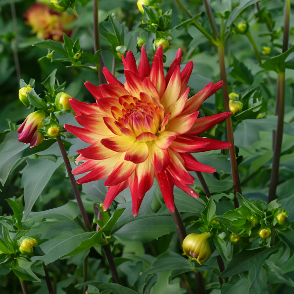 Mountain Aurora Dahlia Tubers image 0
