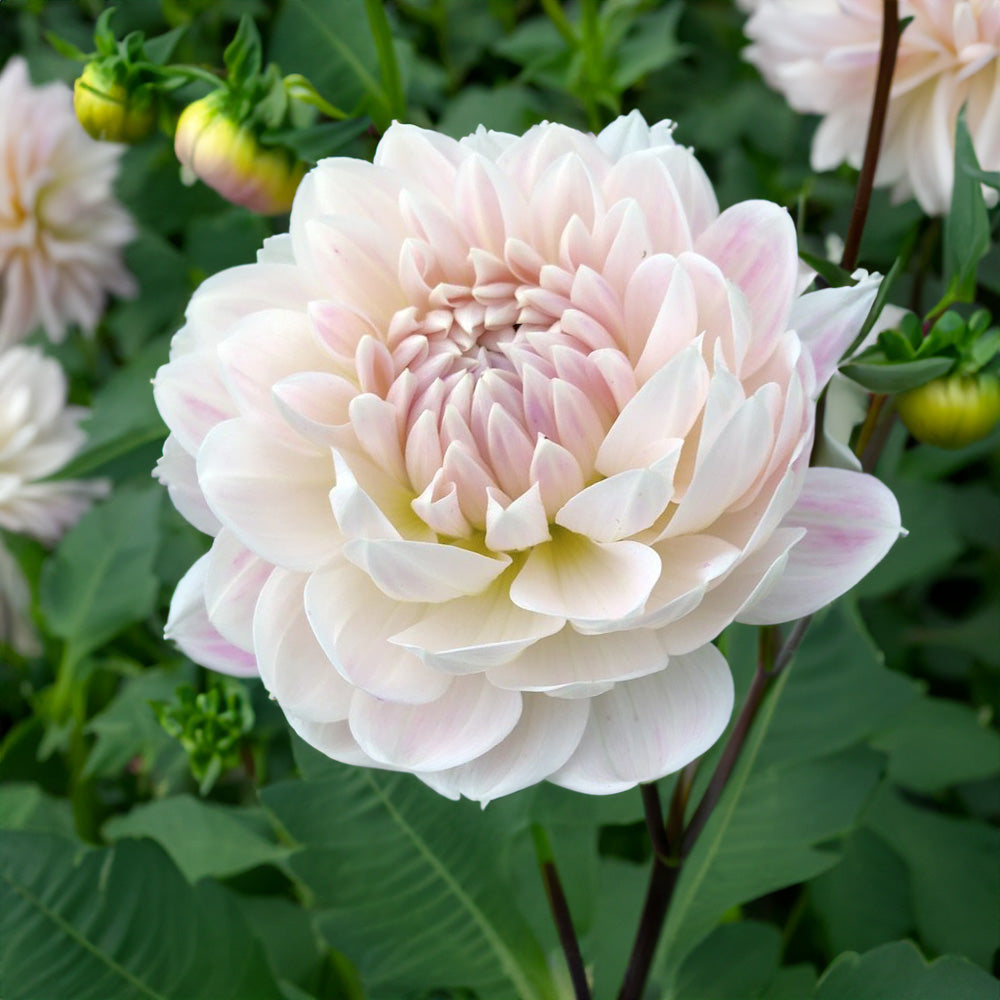 Kelgai Ann Dahlia Tubers image 0