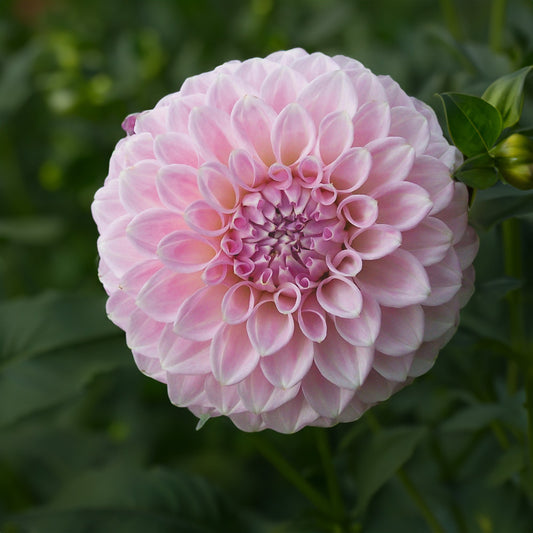 Marshmallow Dahlia Tuber image 0