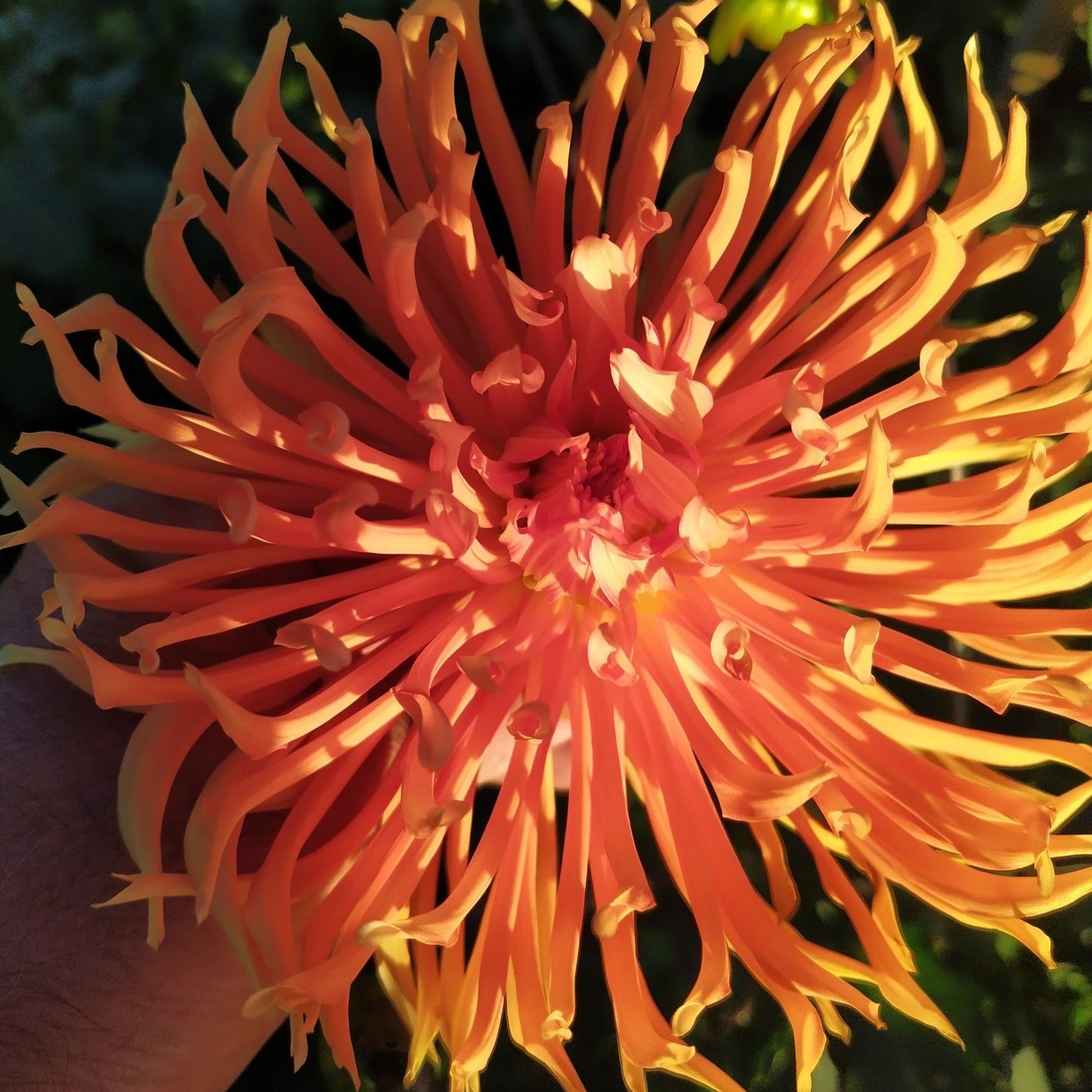 Fleurior Sunburst Dahlia Tubers