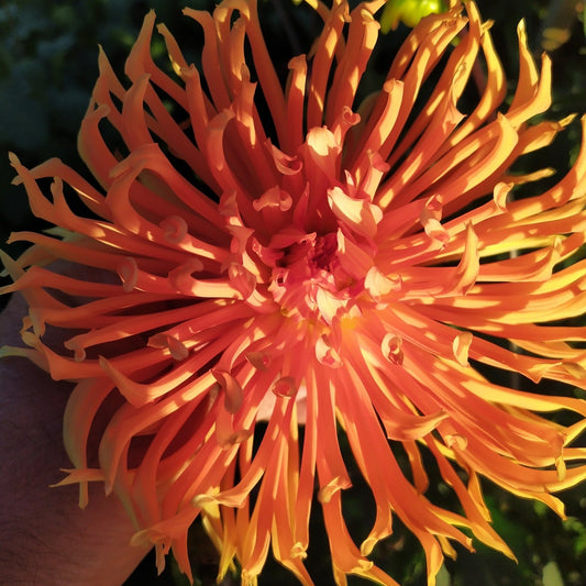 Fleurior Sunburst Dahlia Tubers