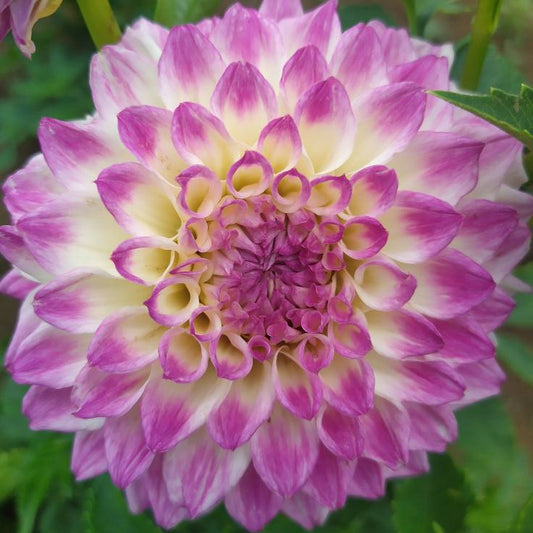 Formby Art Dahlia Tubers