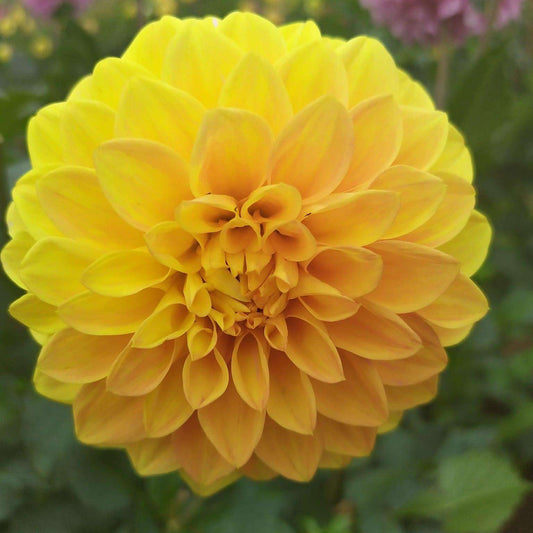 Formby Delight Dahlia Tubers