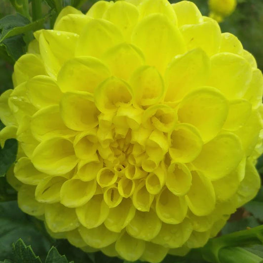 Formby Sunshine Dahlia Tubers