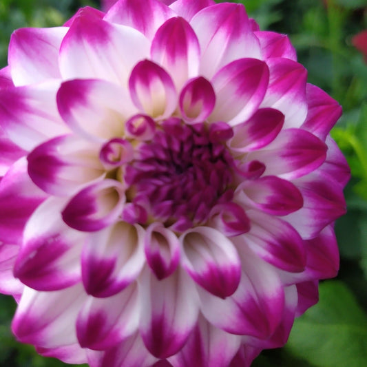 Gambier Jane Dahlia Tubers