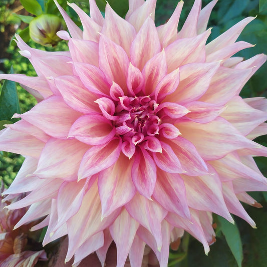 Glenmarc Kim Dahlia Tubers