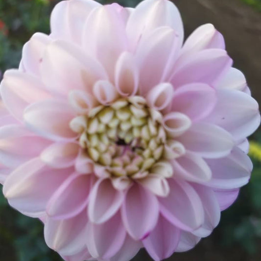 Hansford Combo Dahlia Tubers