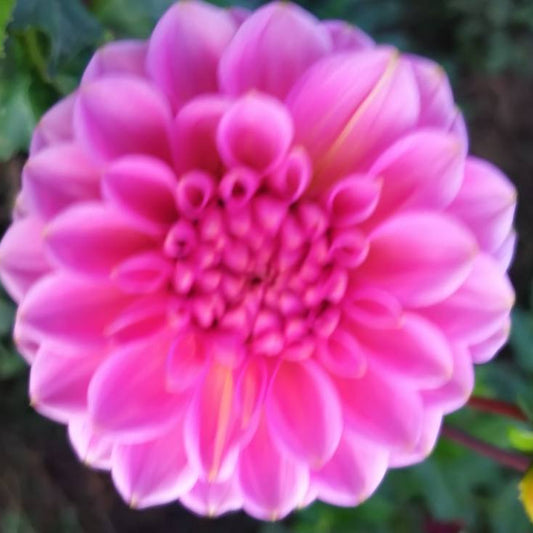 Hayley Melody Dahlia Tubers