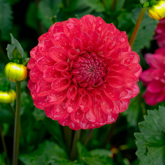 Cherry Valentine Dahlia Tubers image 0