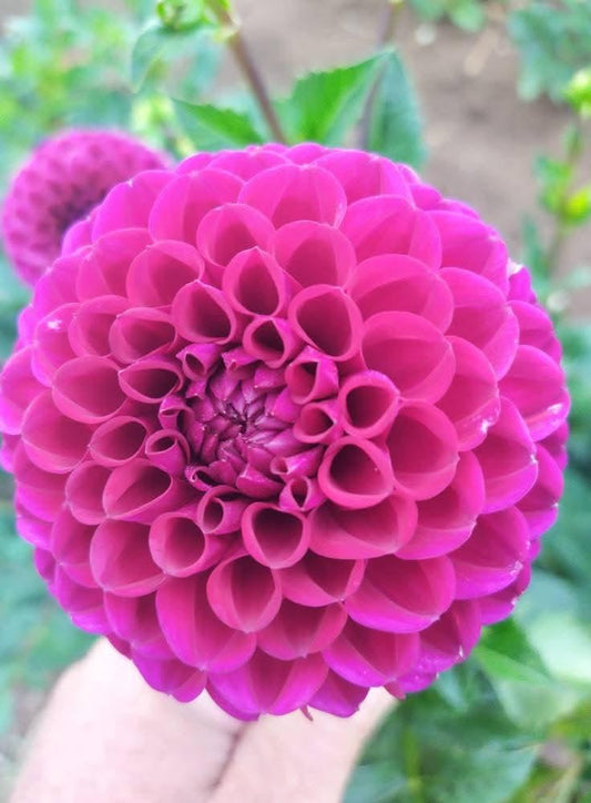 Ivanetti Dahlia Tubers