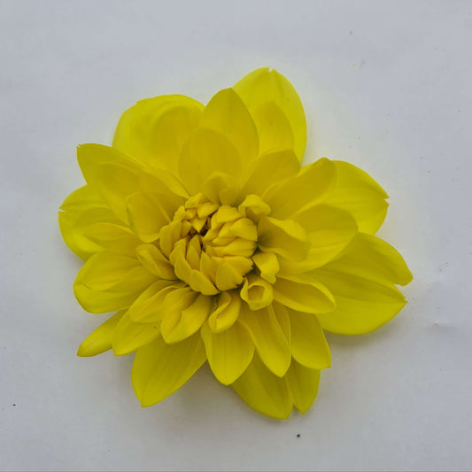 Kens Gold Dahlia Tubers