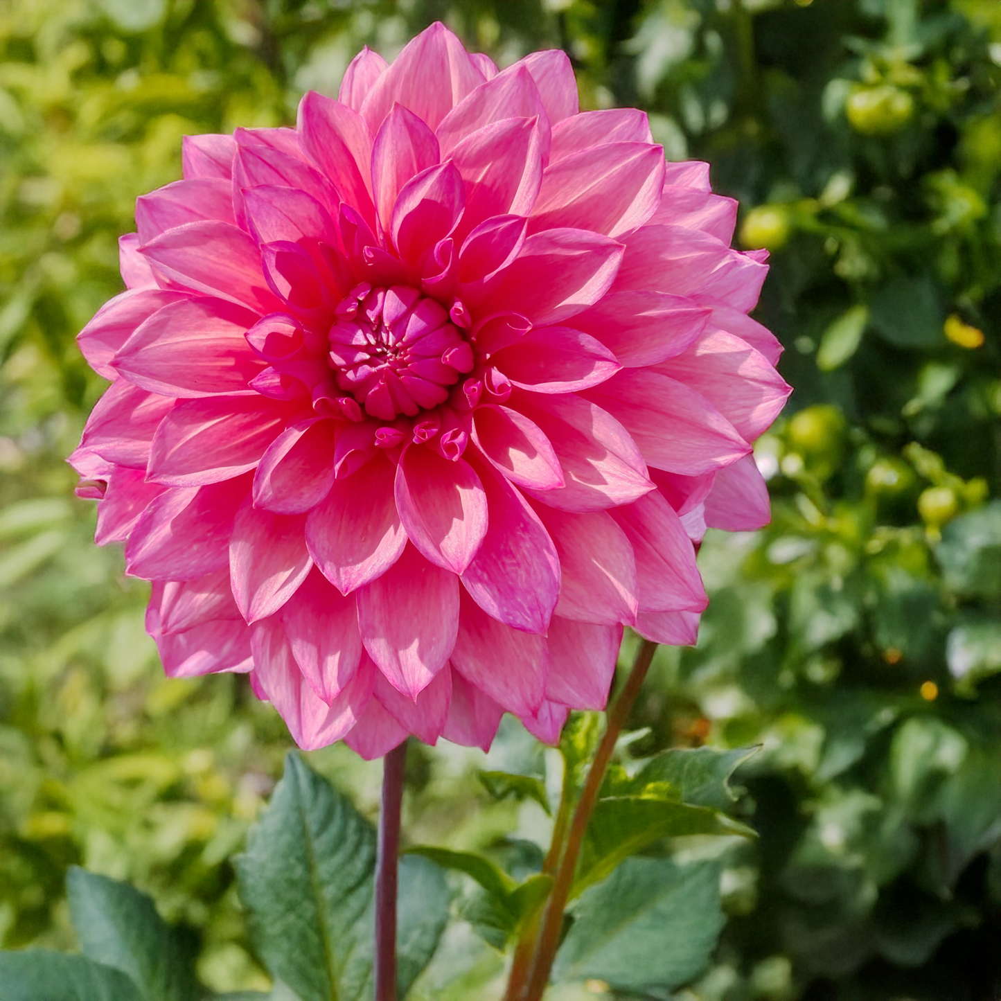 Kim's Valentine Dahlia Tubers