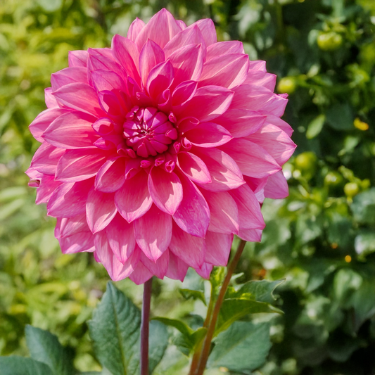Kim's Valentine Dahlia Tubers