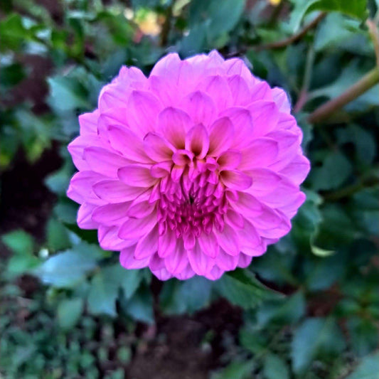 Lavender Beauty Dahlia Tubers
