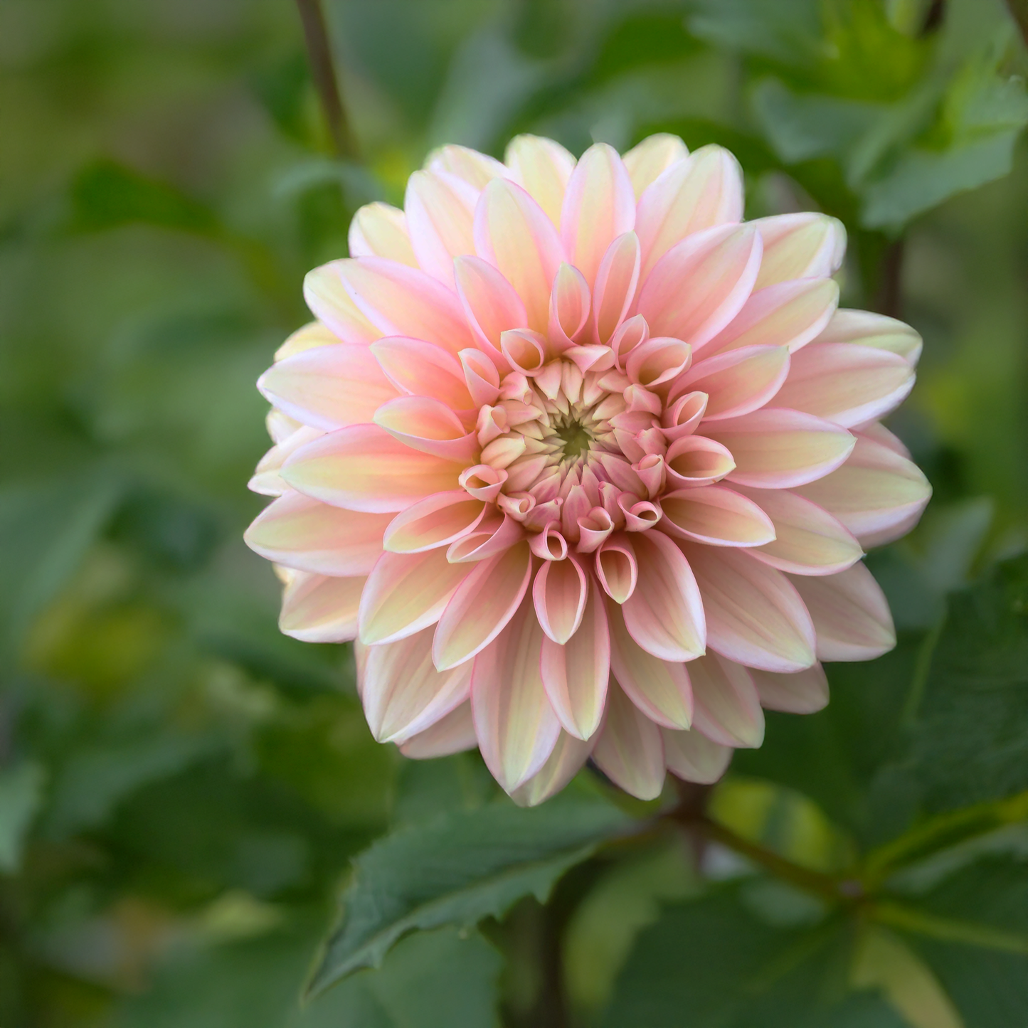 Blooms Mummy Pig Dahlia Tubers