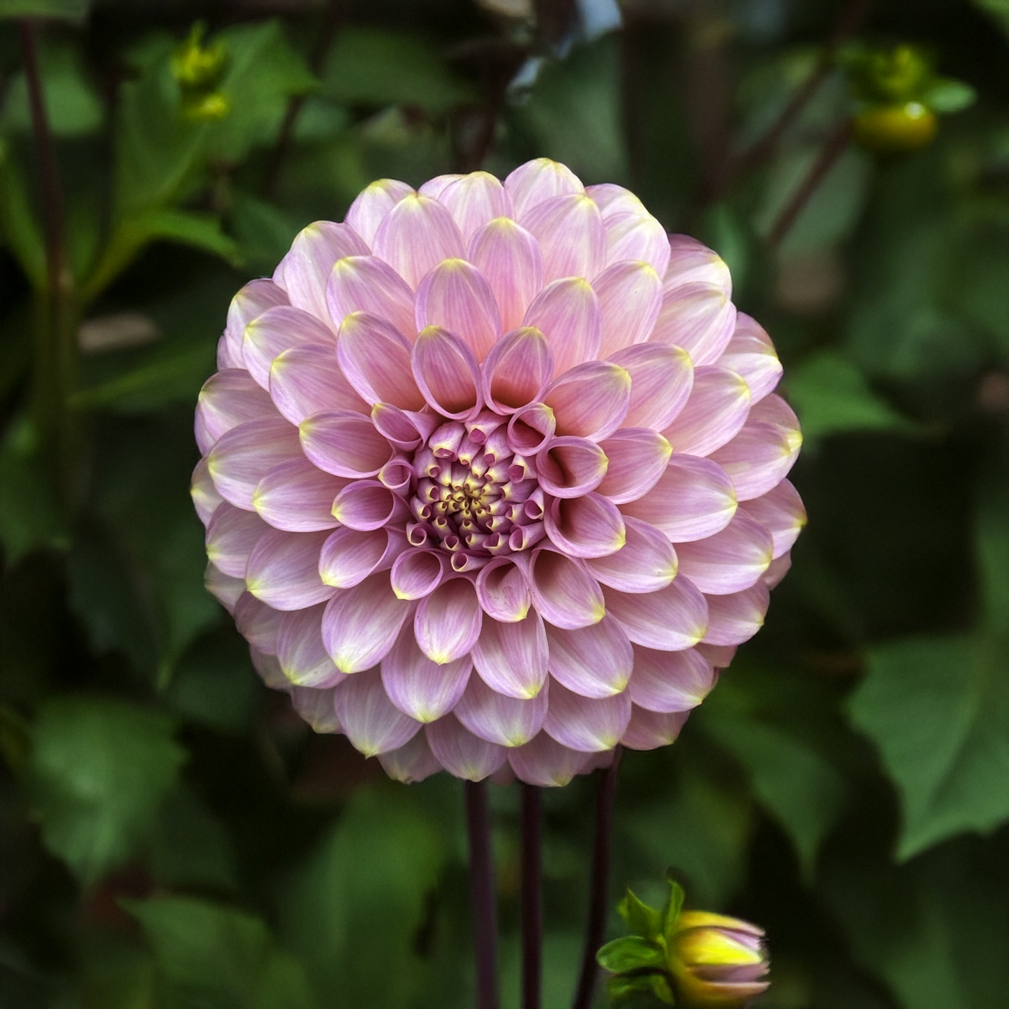 Florelie Oracle Dahlia Tubers