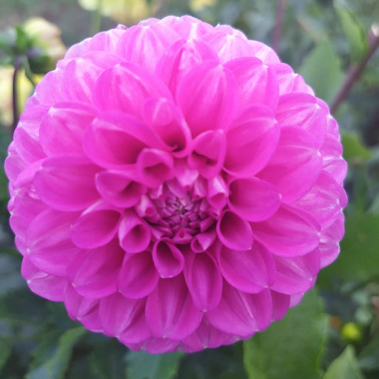 Pinky Dahlia Tubers