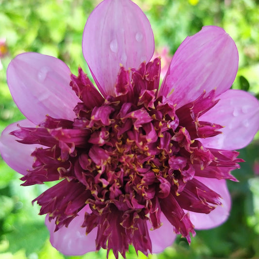 Purex Dahlia Tubers