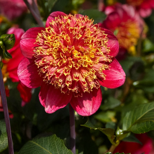 Granite Queen Bee Dahlia Tubers