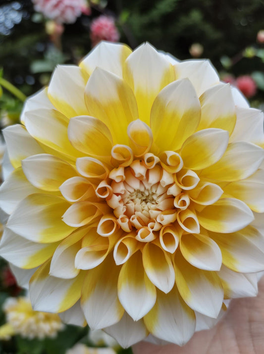 Cornflake Dahlia Tubers