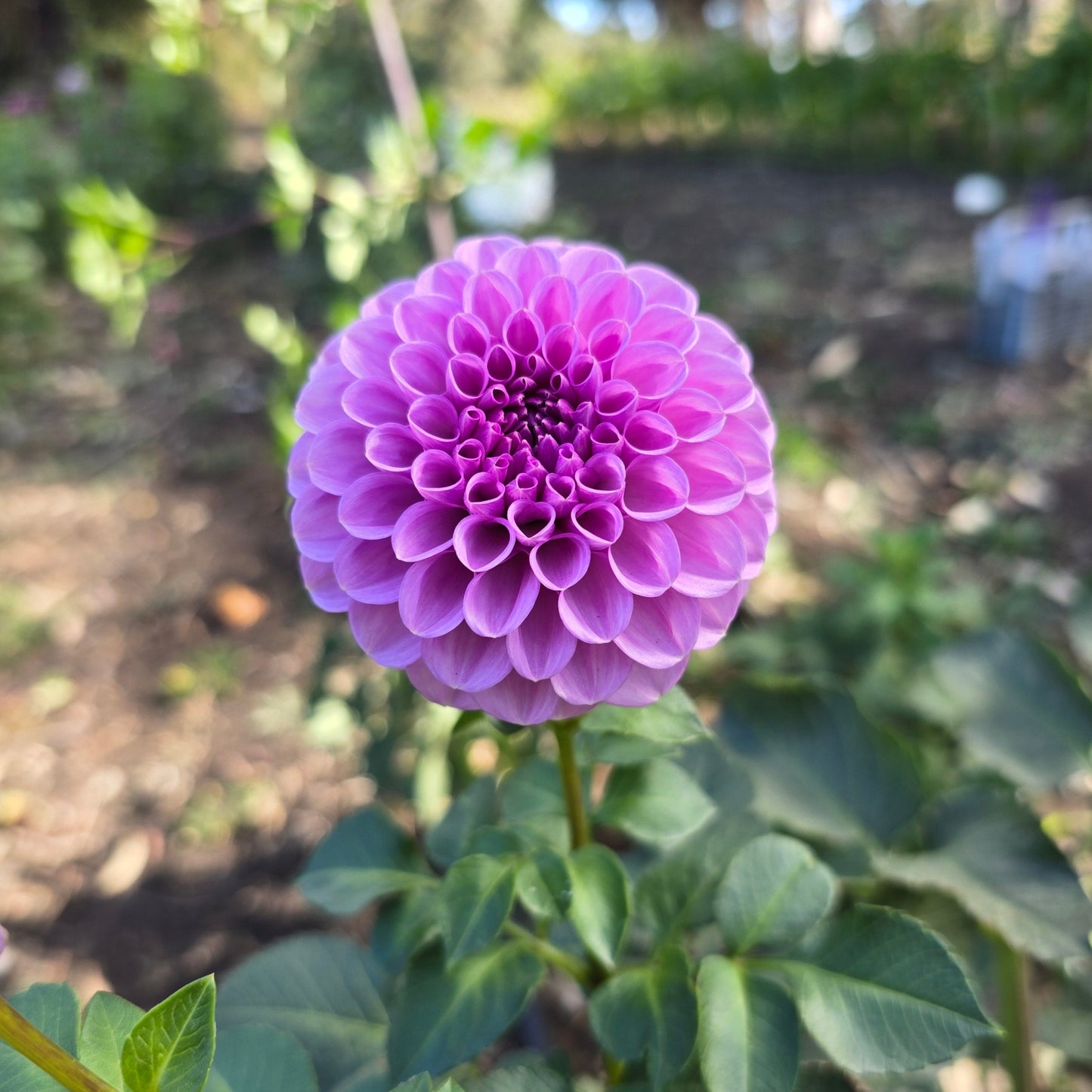 Shirley Yeomans Dahlia Tubers