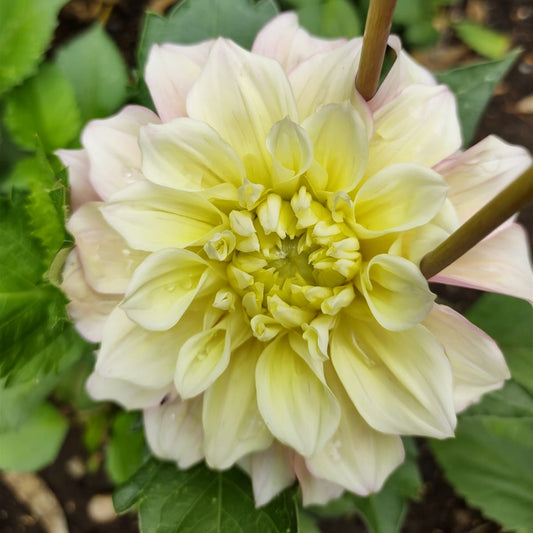 Sugartown Sunrise Dahlia Tubers