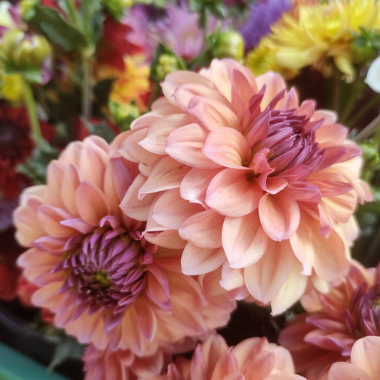 African Sunrise Dahlia Tubers
