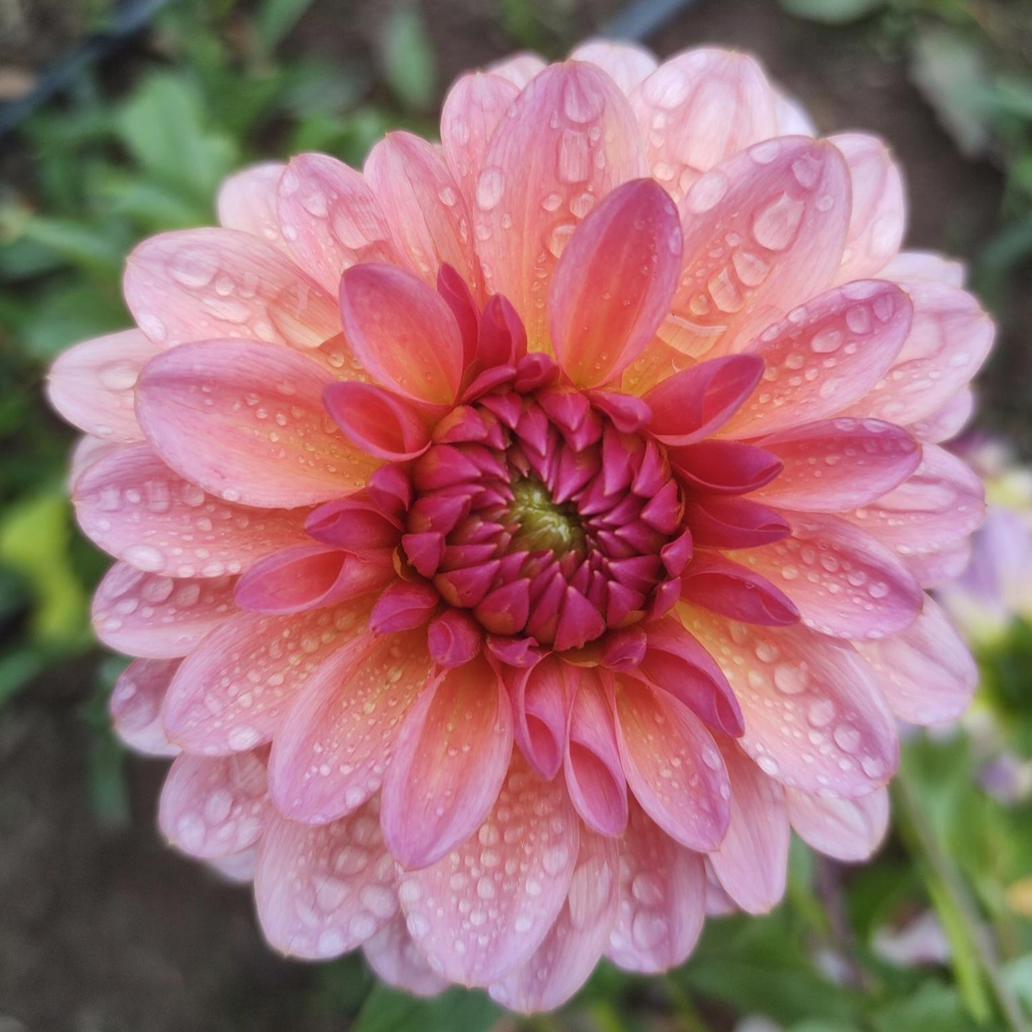African Sunrise Dahlia Tubers
