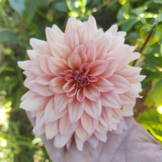 African Peach Dahlia Tubers