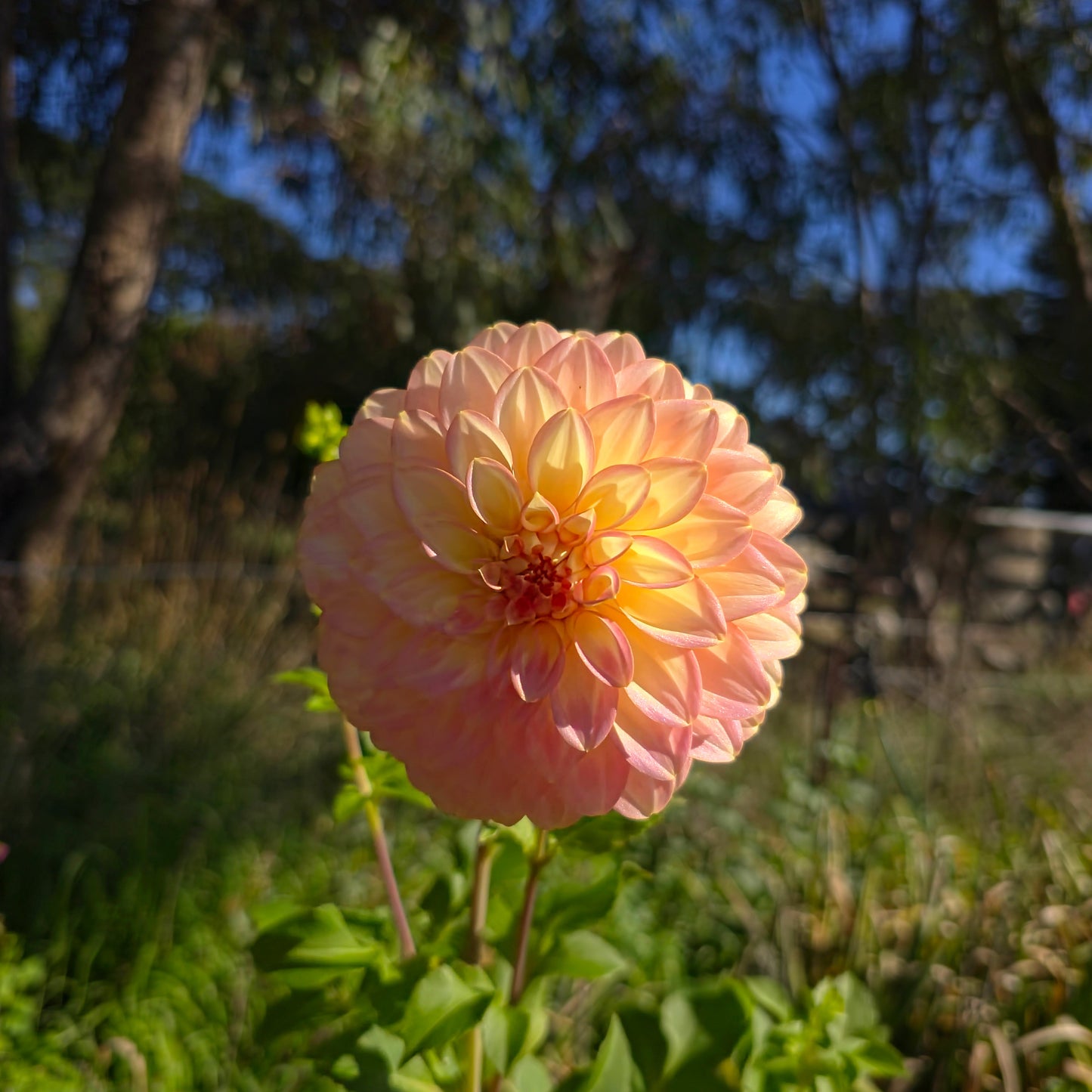 Bracken Glenda Dahlia Tubers
