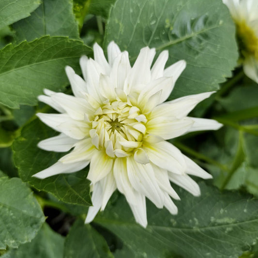 My Love Dahlia Tubers