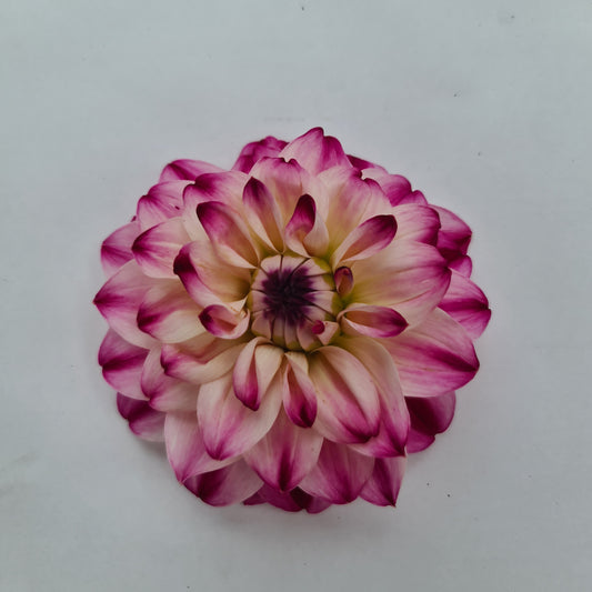 Wine And Roses Dahlia Tubers