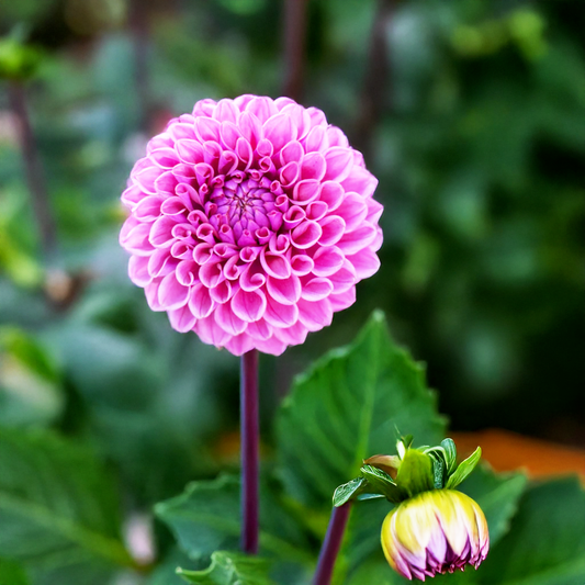 Winkie Truffle Dahlia Tubers