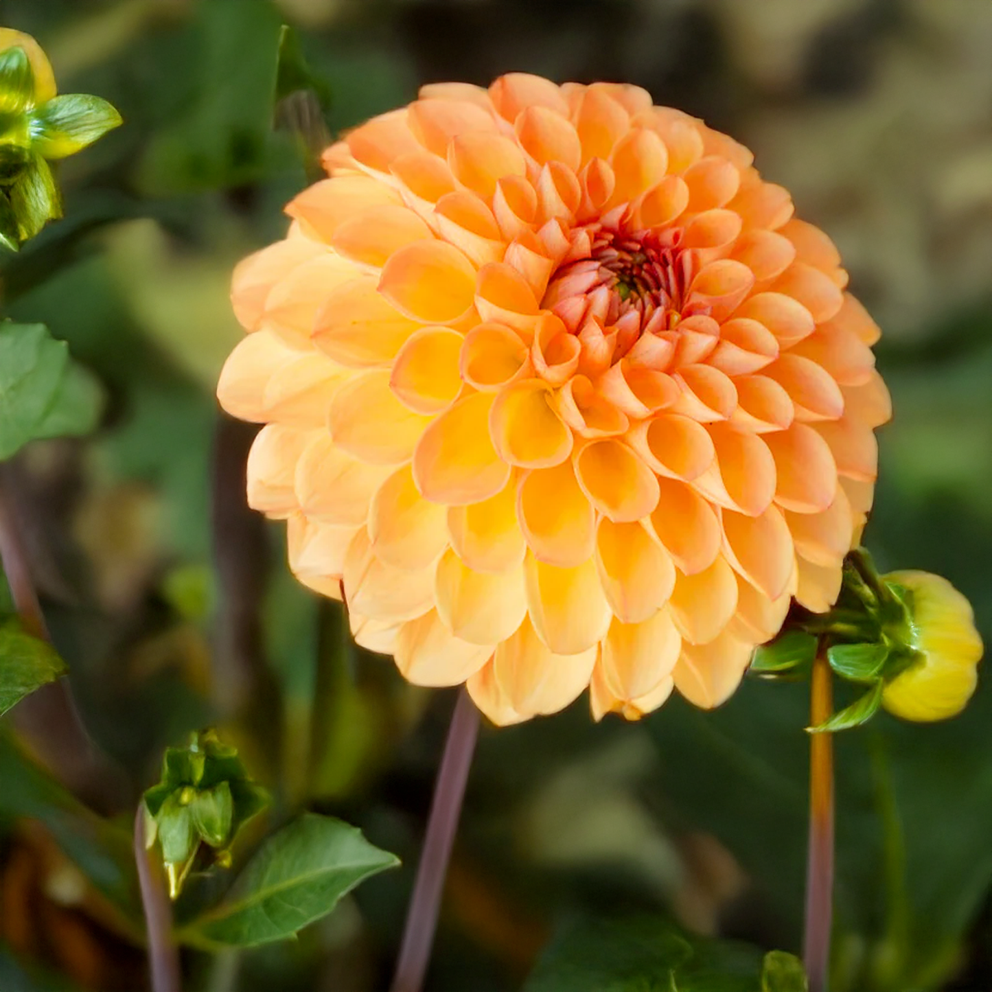 Winkie Kestrel Dahlia Tubers